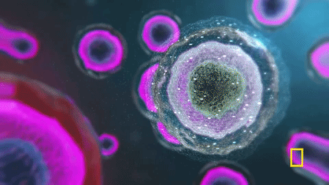 The Secret Life of Stem Cells